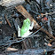 Copes gray tree frog