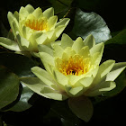Yellow Water lily