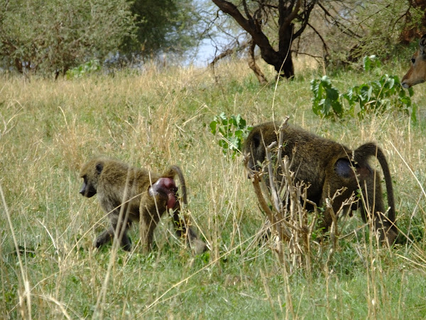 Baboon Mating Behavior Project Noah 