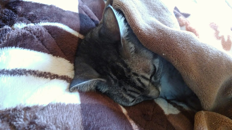 フェアレディZ ロードスターの最近寒い・中秋の名物梨・芦田湖・世界一の夢吊橋？・ドライブに関するカスタム事例の投稿画像10枚目