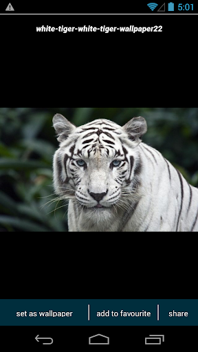 White Tiger Wallpapers