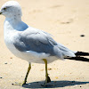 Ring-billed Gull