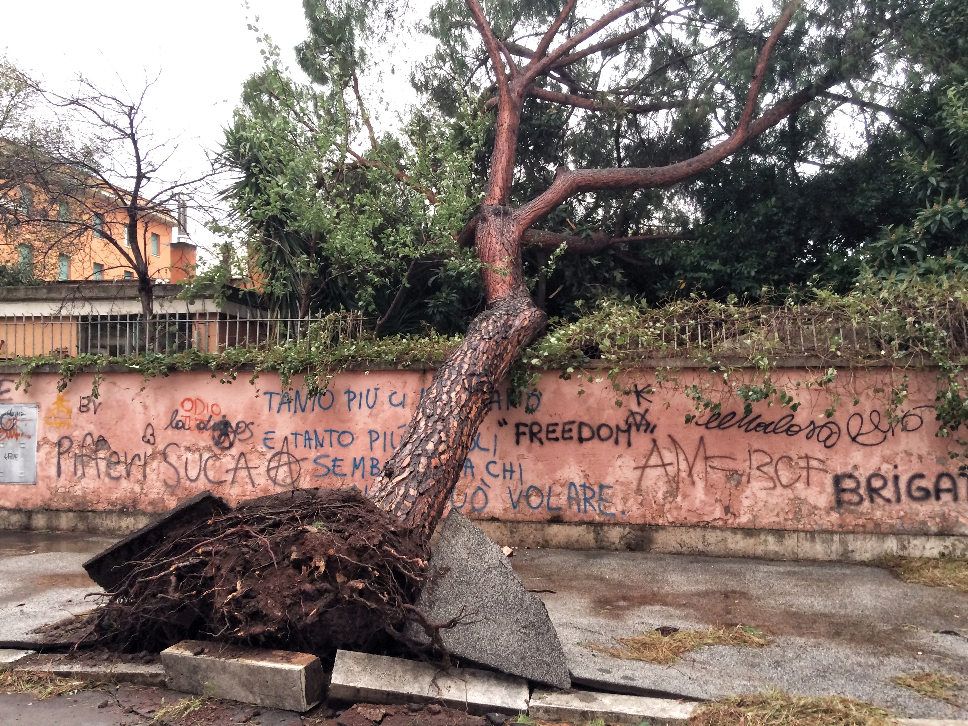 La resa di un albero di GVatterioni