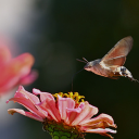 Butterfly flying