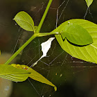 Signature Spider Egg Sacs