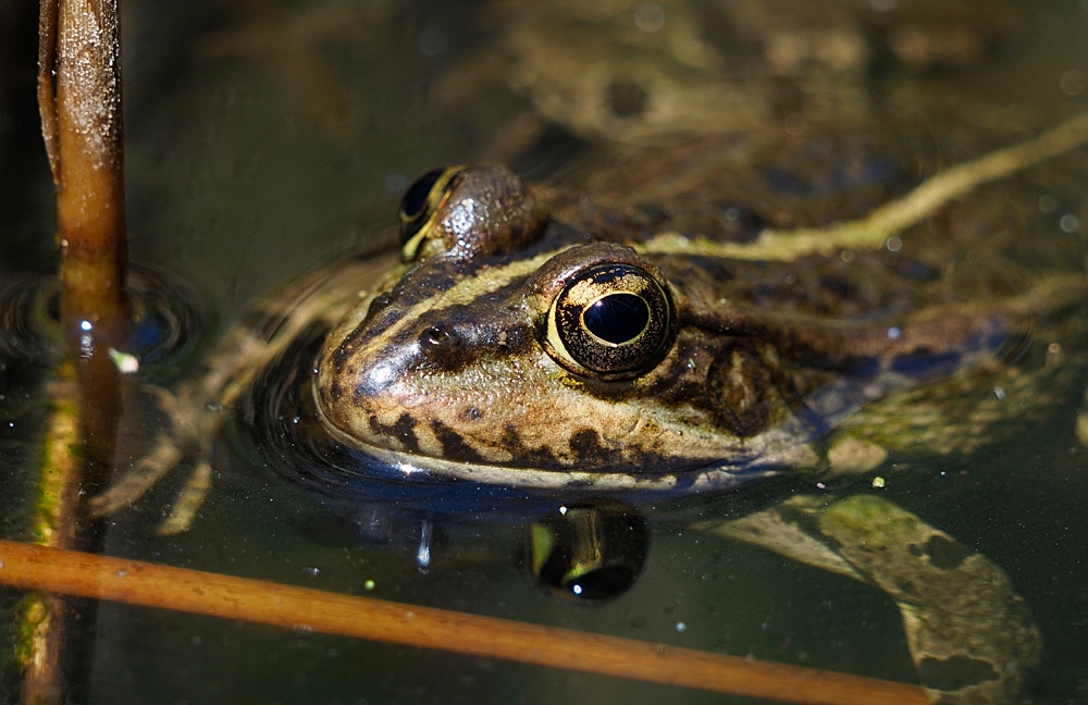 Rana común (Iberian waterfrog)