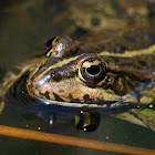 Rana común (Iberian waterfrog)