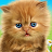 Talking baby cat. Talking game icon