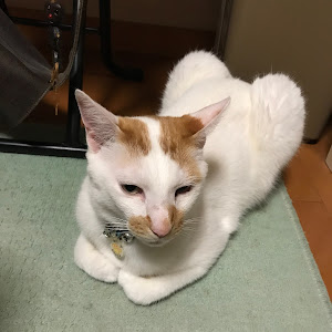 ミニ ハッチバック ワン