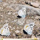 Square-spotted blue