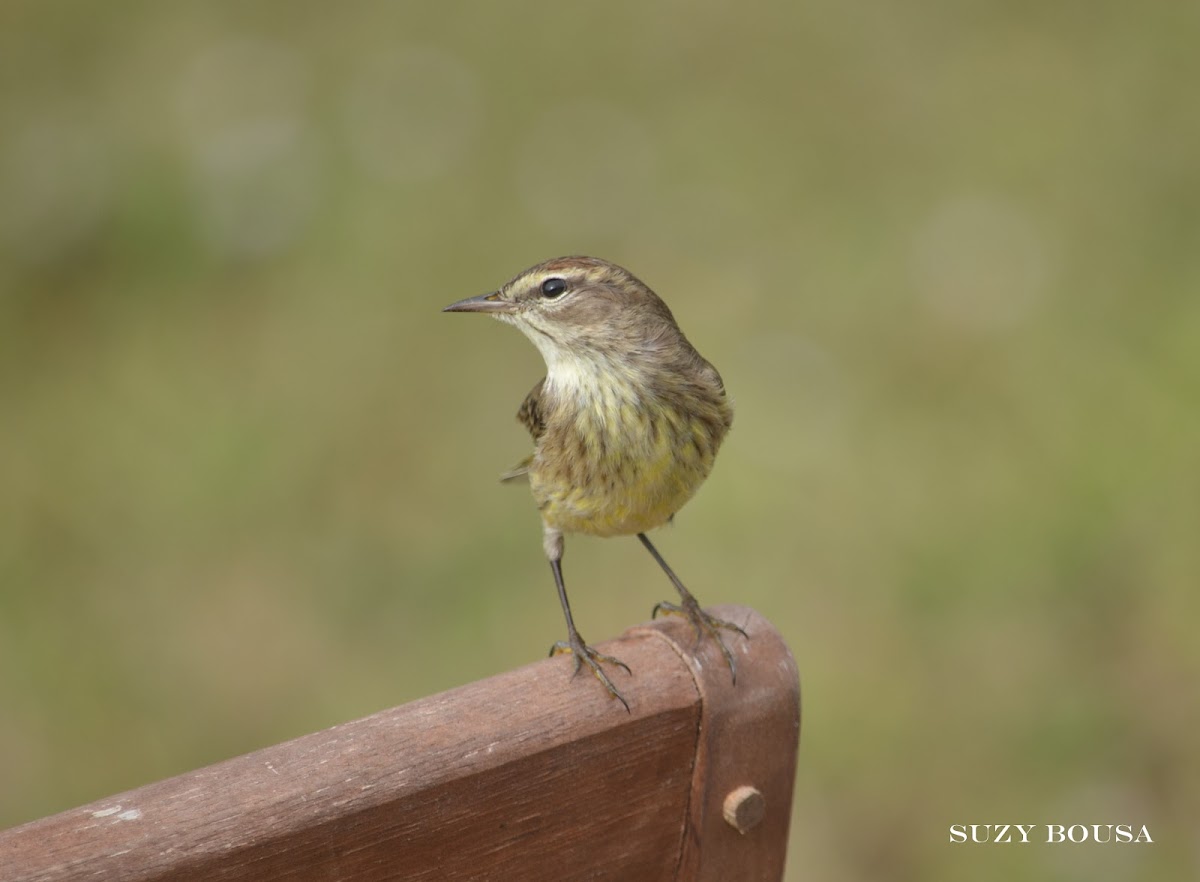 Palm Warbler