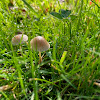 Mycena mushroom