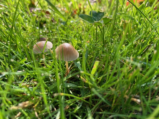 Mycena mushroom