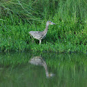 Yellow-crowned Night-heron