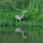 Yellow-crowned Night-heron