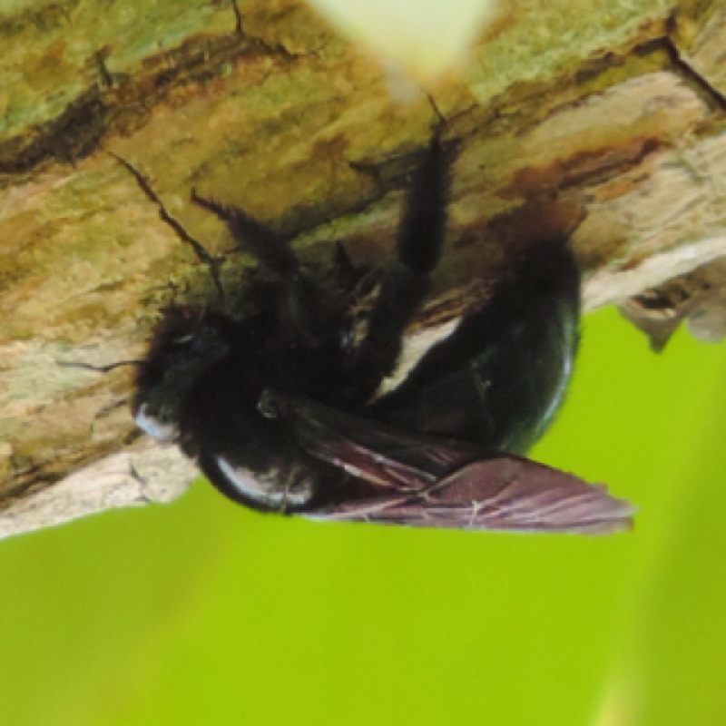 Carpenter Bee