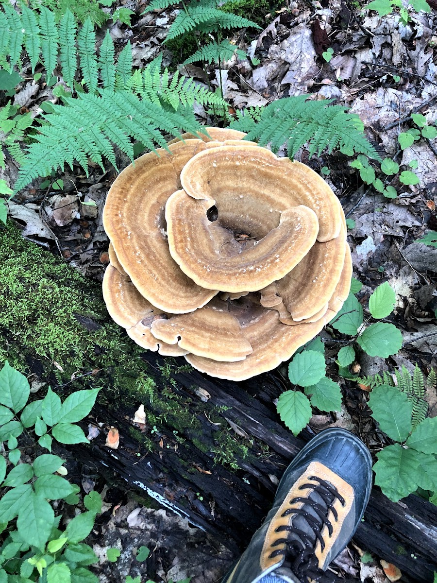 Dyer's Polypore