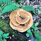 Dyer's Polypore