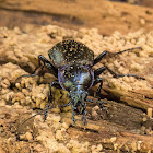 Purple-rimmed Carabus