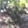 Orchard Orbweaver