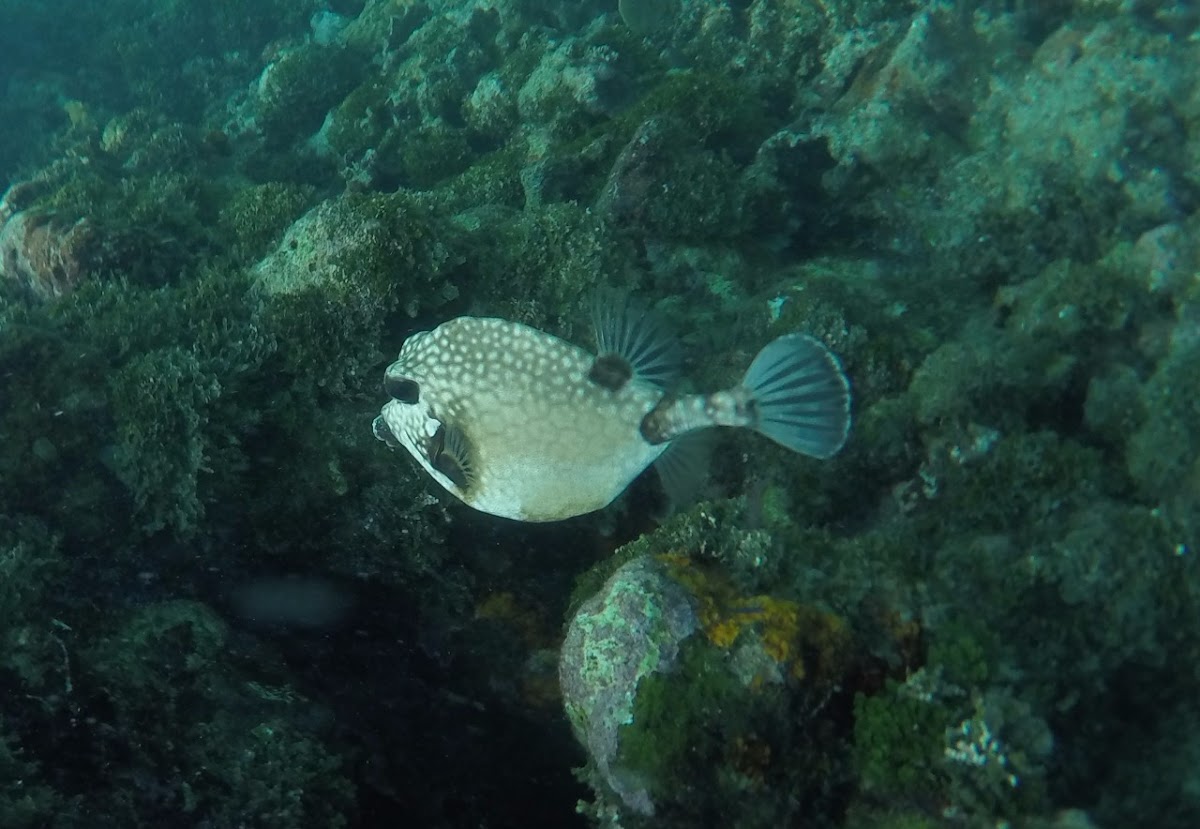 Spotted trunkfish