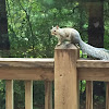 Brown squirrel