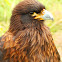 Golden Eagle