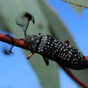 Feather-horned Beetle -male