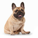 French Bulldog HD Wallappers Dogs and Puppies
