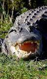 Alligator Wallpaper