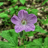 Wild Geranium