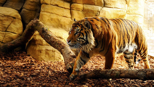 Tiger HD Live Wallpaper