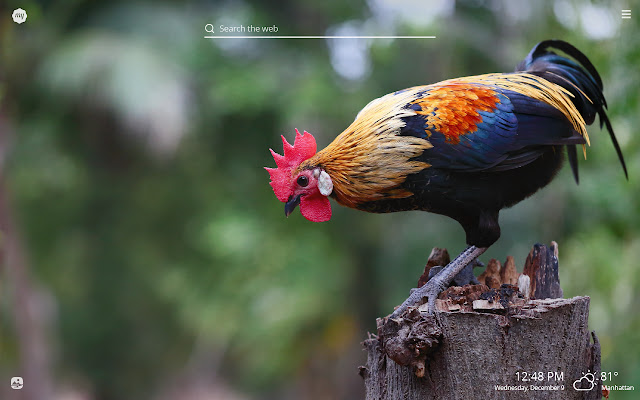 My Rooster HD Wallpapers New Tab Theme