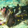 Flambuoyant Cuttlefish