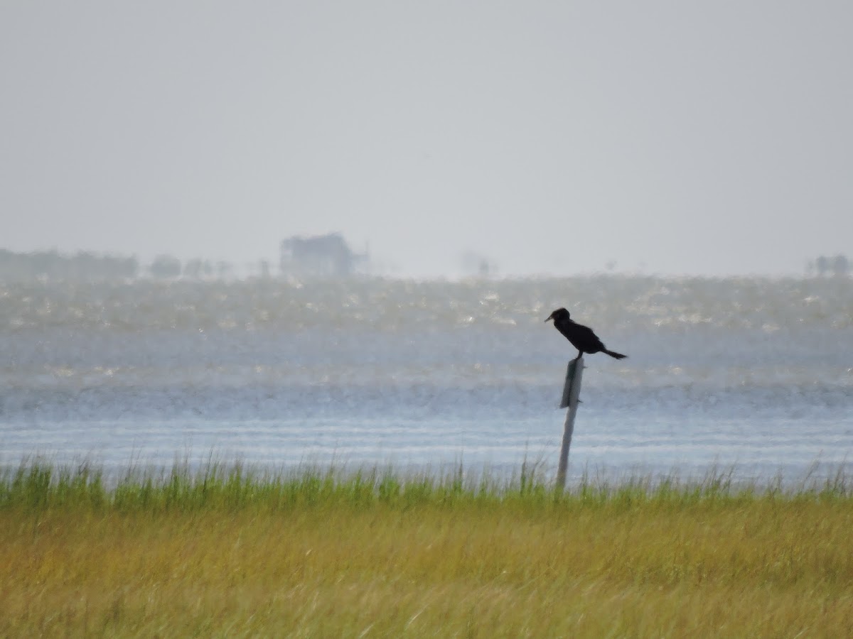 Double-crested cormorant