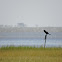 Double-crested cormorant