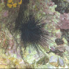 Long-spined Urchin