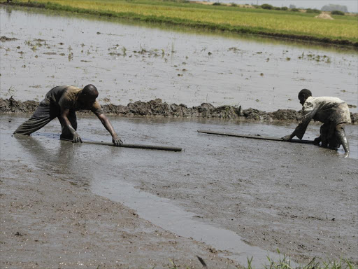 Rice farmers prepare a seedbed at the Mwea Irrigation scheme. Photo/Monicah Mwangi