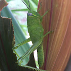 Green Grasshopper