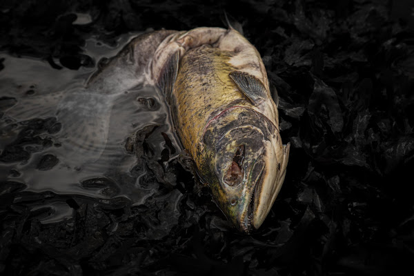 Il fiume dei veleni di NickAdami