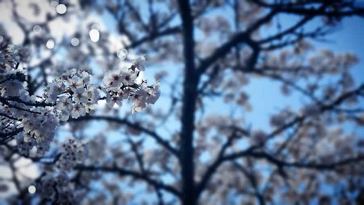 エスクァイアの桜とコラボ🌸・近所の公園・近所のダム・近所ドライブ・成長しないカメラアングルに関するカスタム事例の投稿画像6枚目