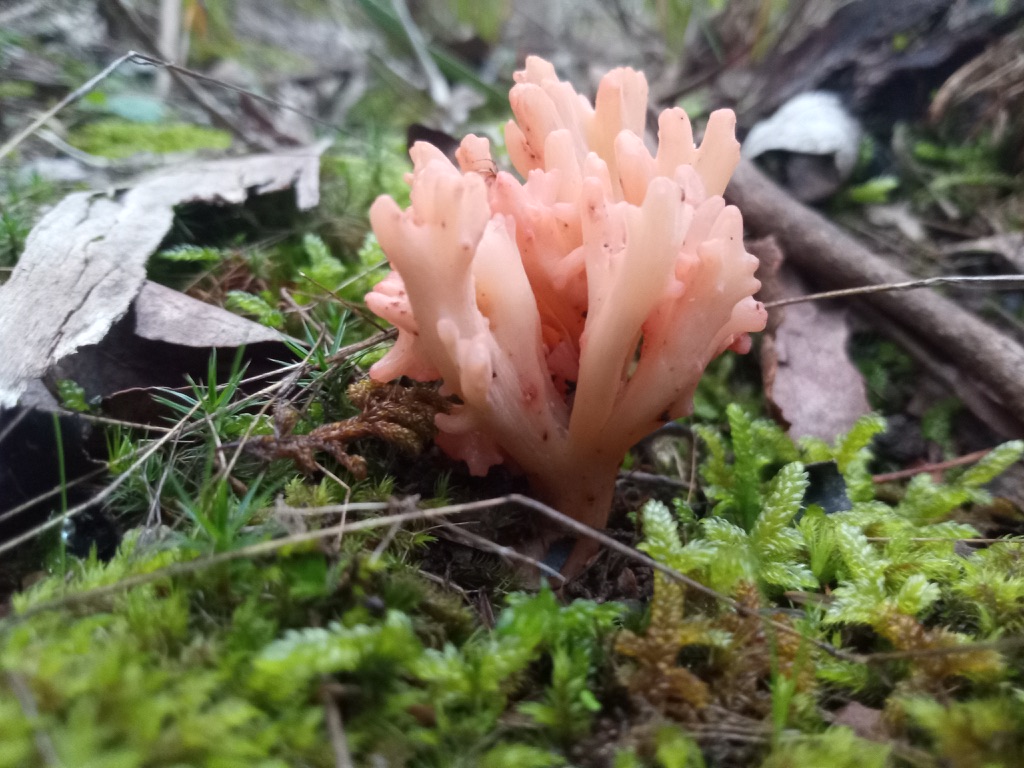 Ramaria spp