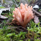 Ramaria spp