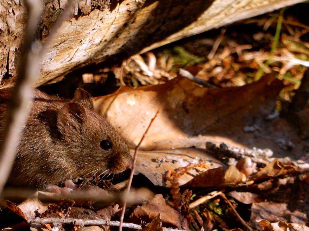 Southern Red-backed Vole