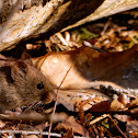 Southern Red-backed Vole