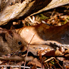 Southern Red-backed Vole