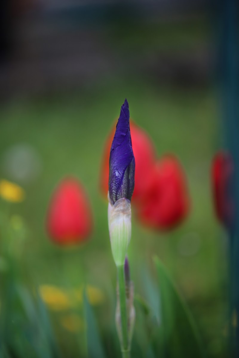 Natura colorata di Merlograziano