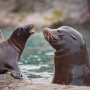 Two sea lions