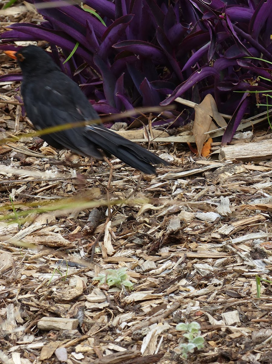 Common blackbird