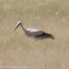 White Stork; Cigüeña Blanca